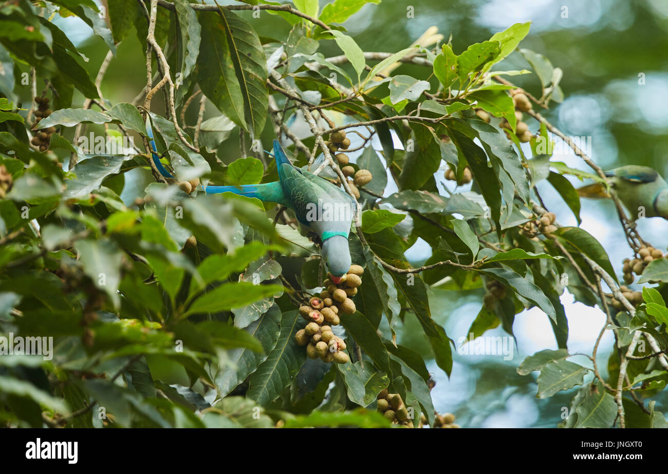 Il malabar parrocchetto è arroccato e mangiare la frutta in una succursale Foto Stock