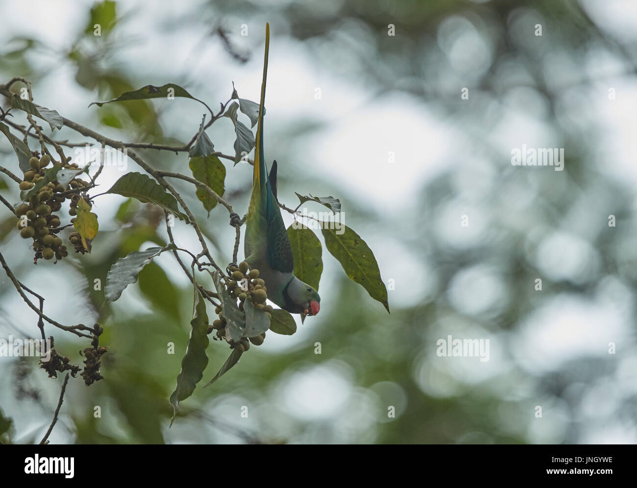 Il malabar parrocchetto è arroccato e mangiare la frutta in una succursale Foto Stock