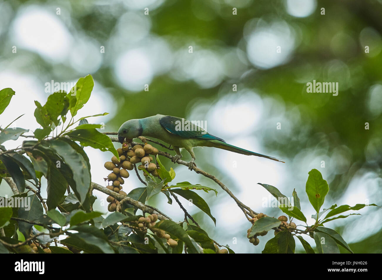 Il malabar parrocchetto è arroccato e mangiare la frutta in una succursale Foto Stock
