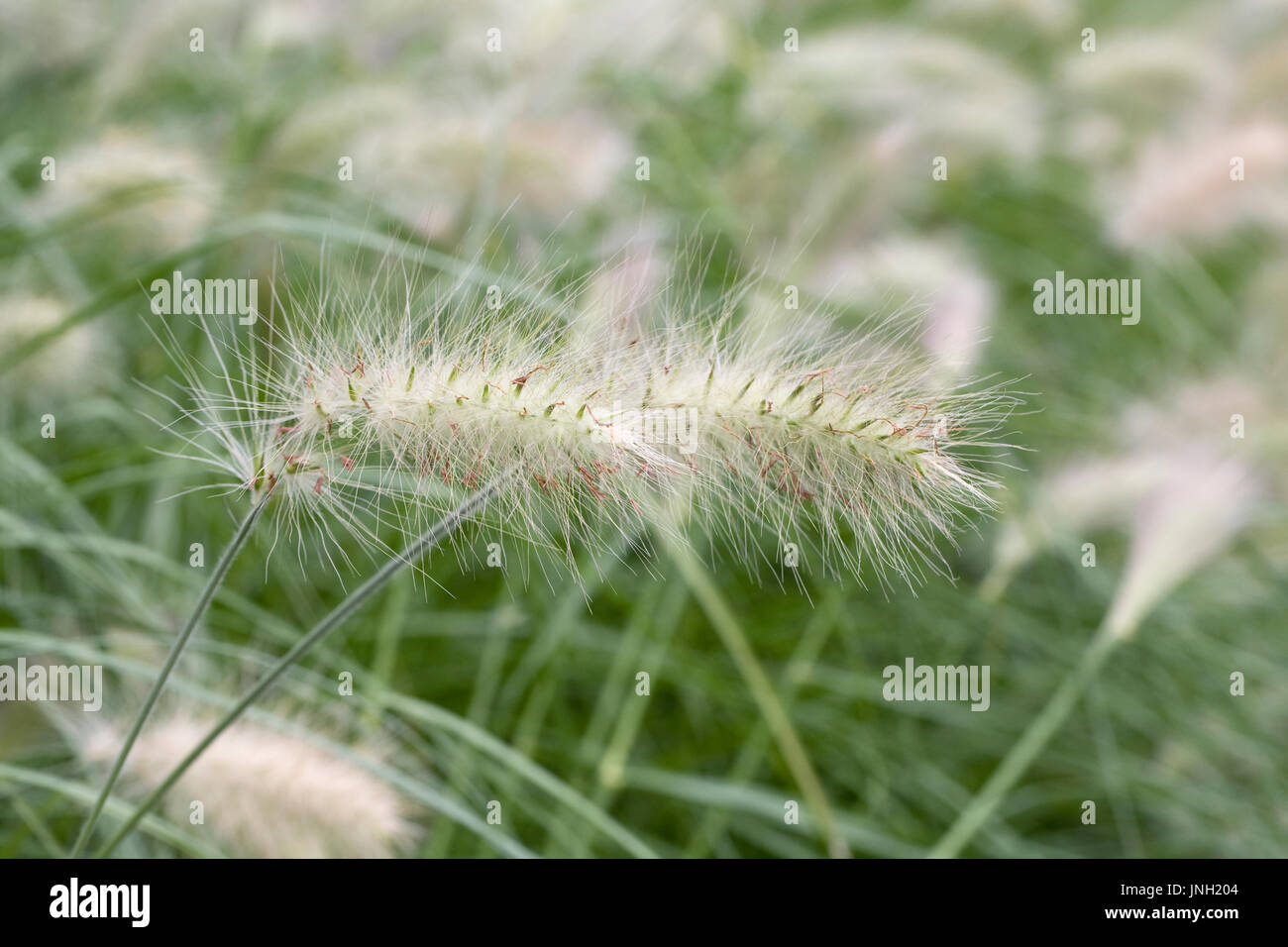 Pennisetum alopecuroides Foto Stock