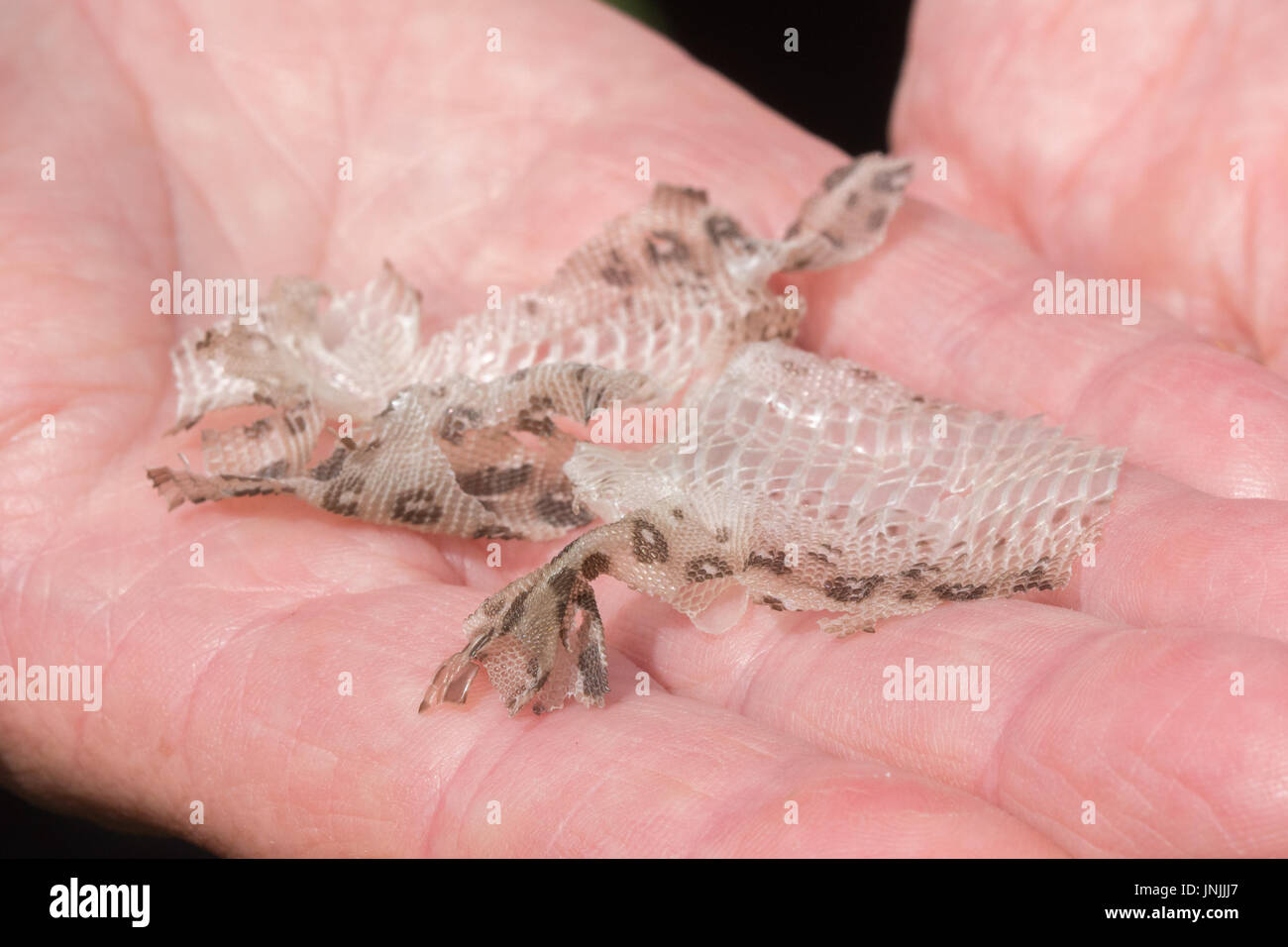 Incrostate la pelle da un biacco (Lacerta agilis) Foto Stock