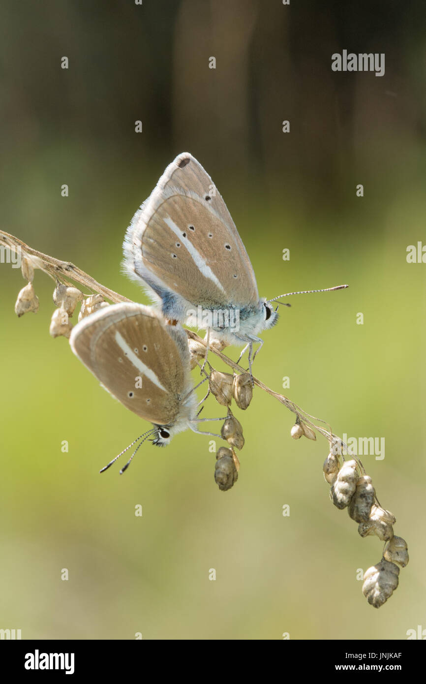 Coniugata coppia di Damon farfalle blu (Polyommatus damon) nelle Alpi francesi Foto Stock