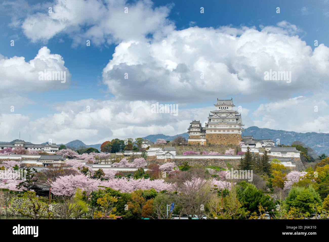Fiori di Ciliegio fiori di stagione con il castello di Himeji nella città di Himeji, Hyogo vicino a Osaka, Giappone Foto Stock