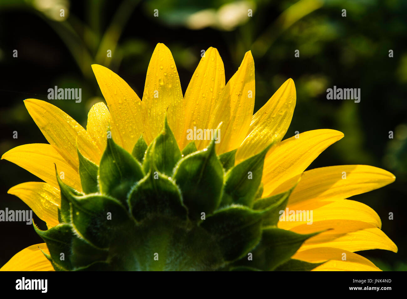 Vibrante girasoli luminosi in fiore nel sole al mattino Foto Stock