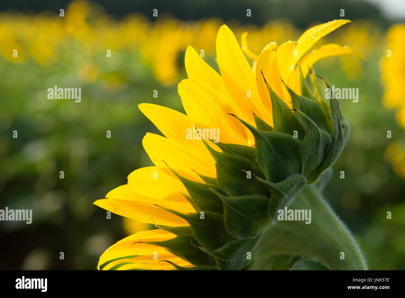 Vibrante girasoli luminosi in fiore nel sole al mattino Foto Stock