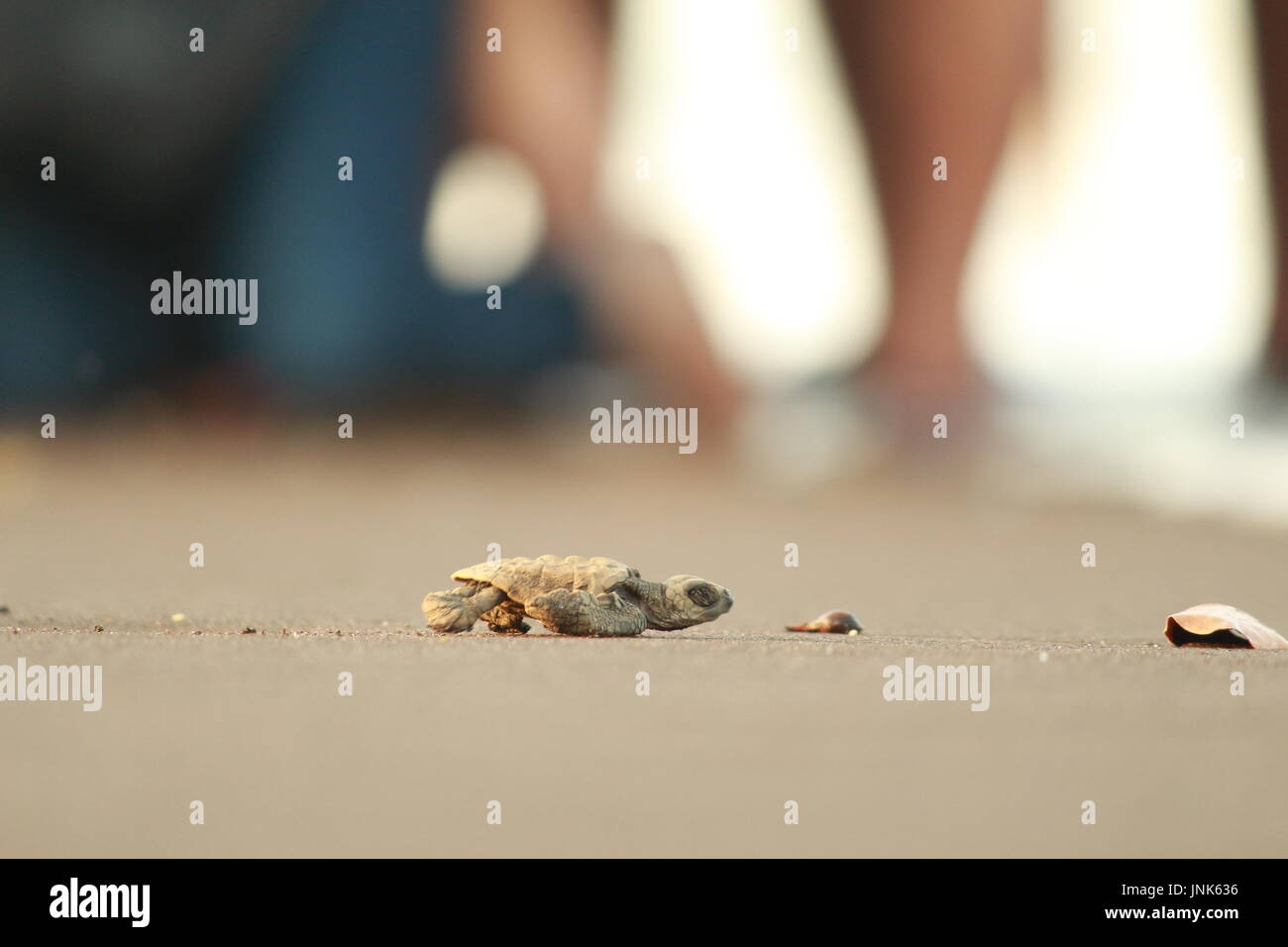 Baby tartaruga di mare Foto Stock
