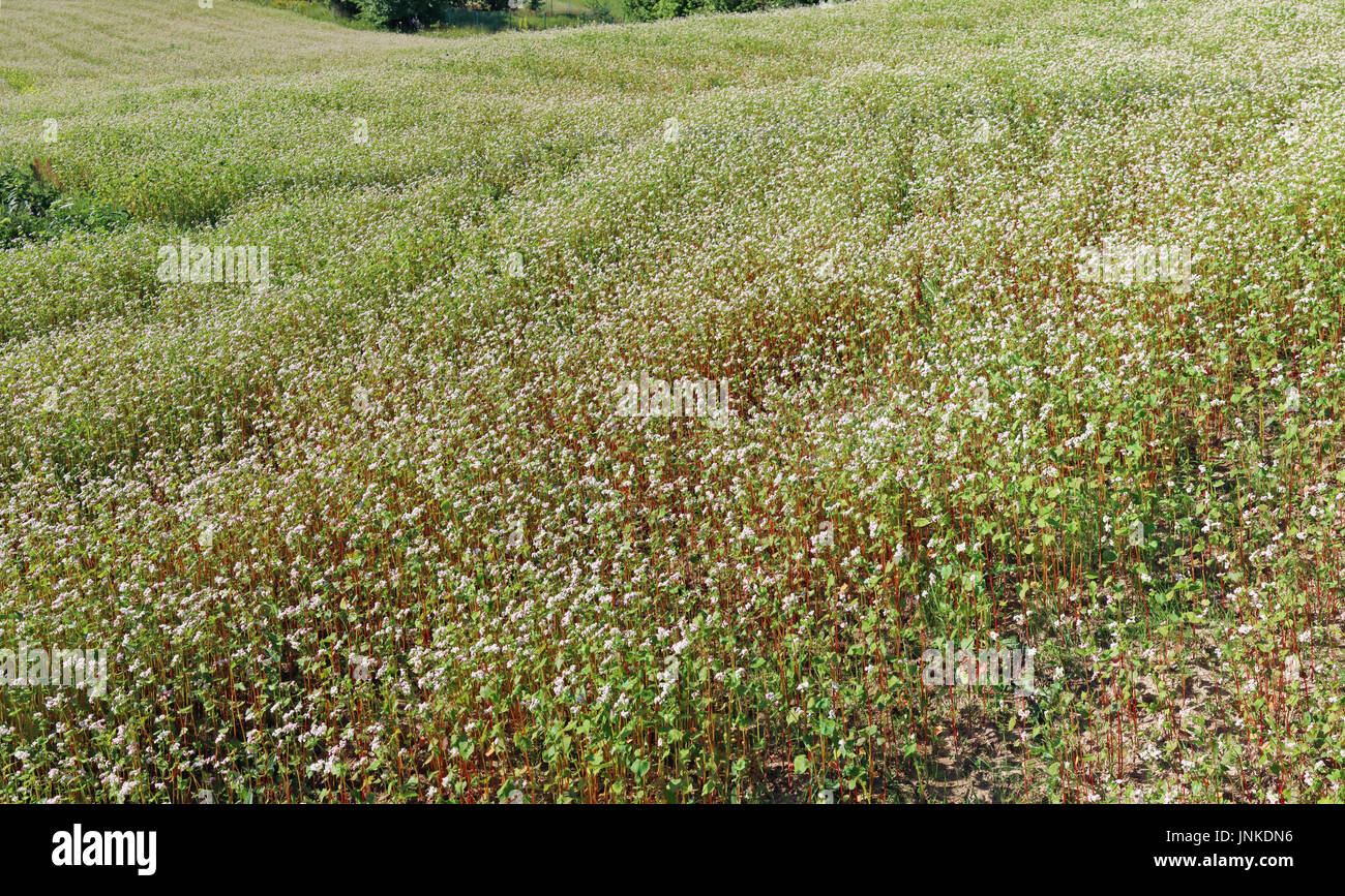 Campo estivo di fioritura del grano saraceno piante agricole. Collage panoramico da diverse foto all'aperto Foto Stock