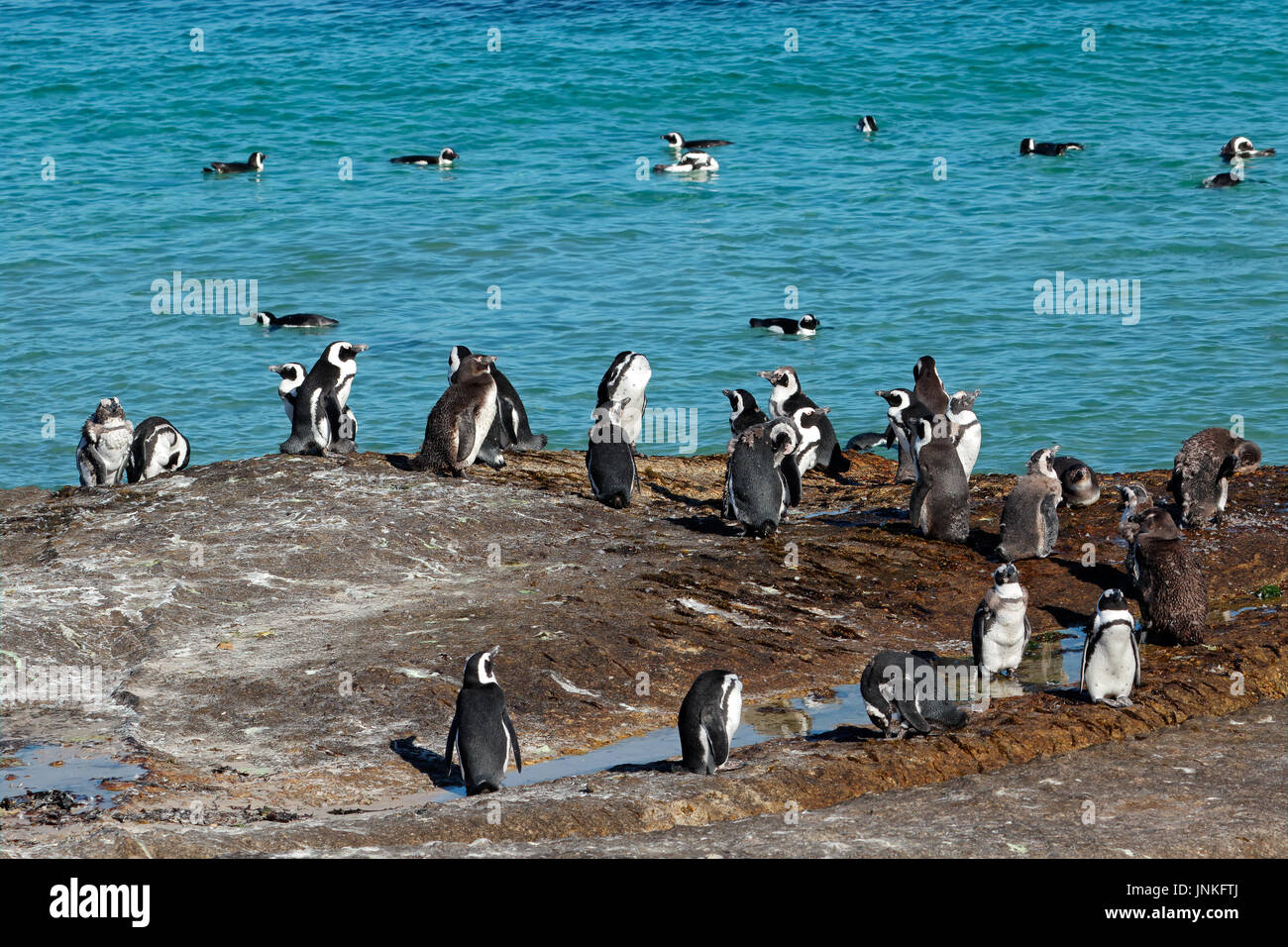 Gruppo di pinguini africani (Spheniscus demersus) seduti sulle rocce costiere, Western Cape, Sud Africa Foto Stock