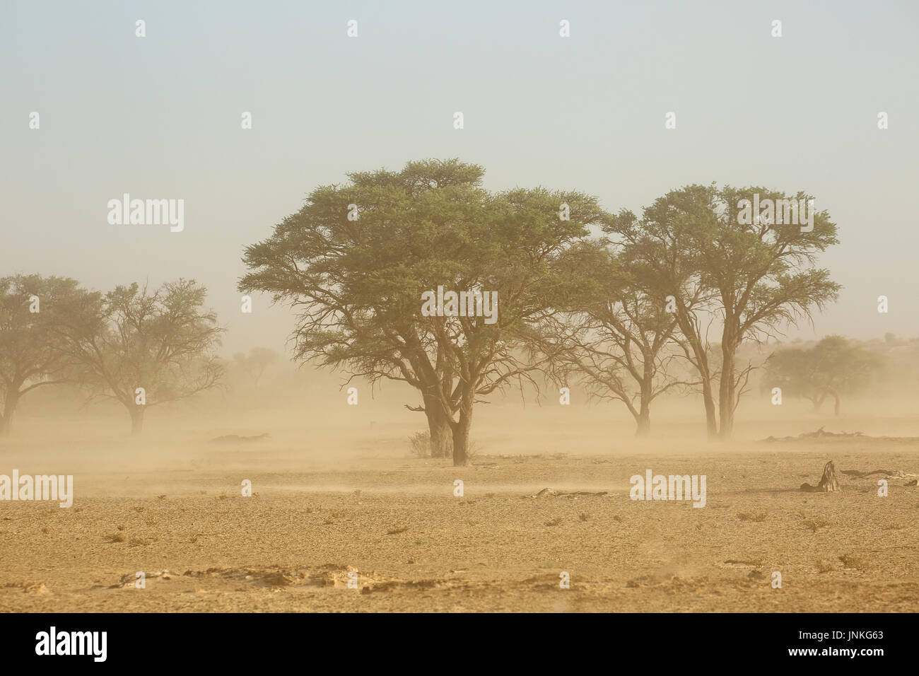 Paesaggio con alberi durante una forte tempesta di sabbia nel deserto del Kalahari, Sud Africa Foto Stock