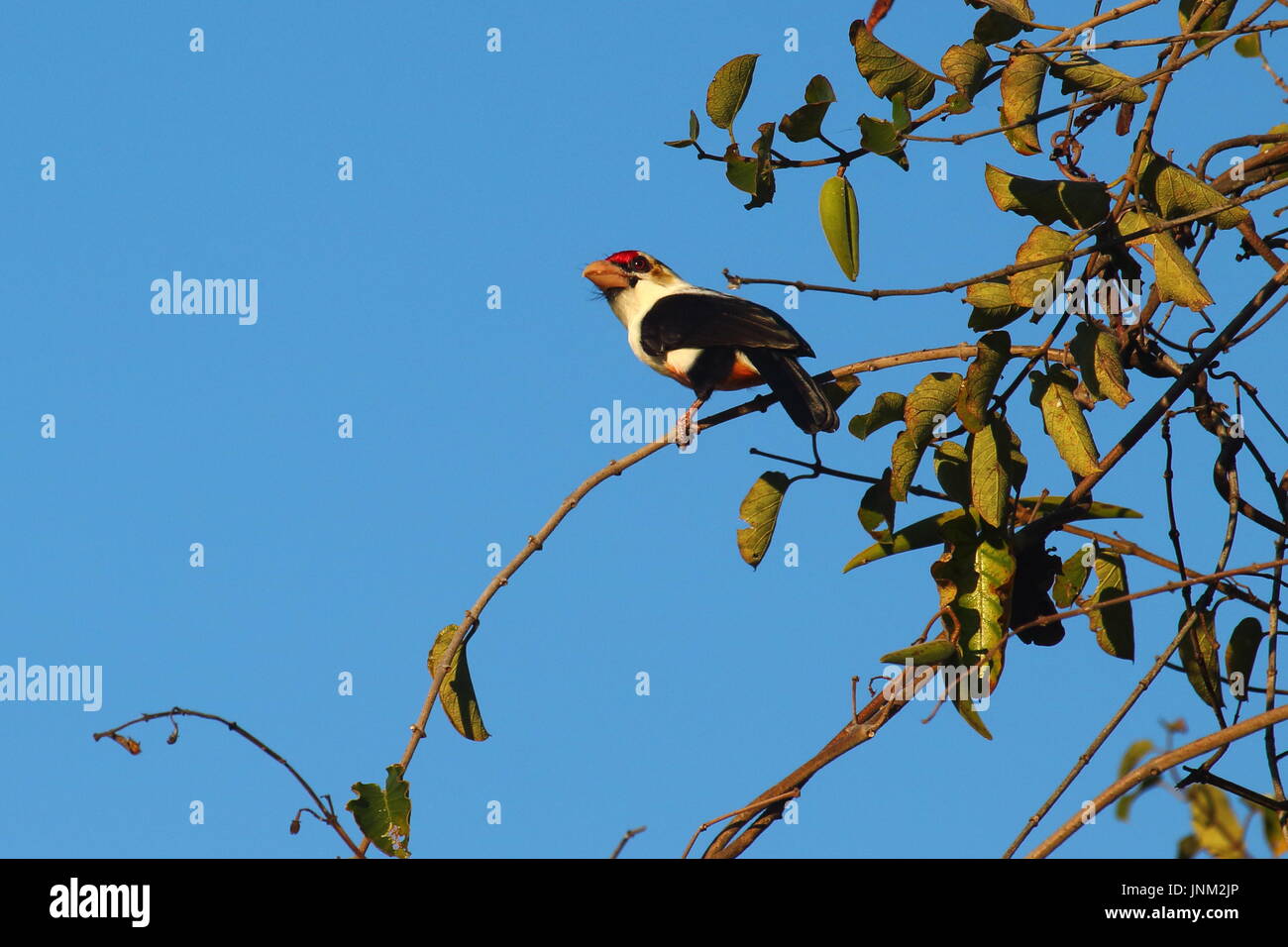 Nero-backed Barbet, Lybius minore, Bangweulu zone umide, Zambia settentrionale Foto Stock