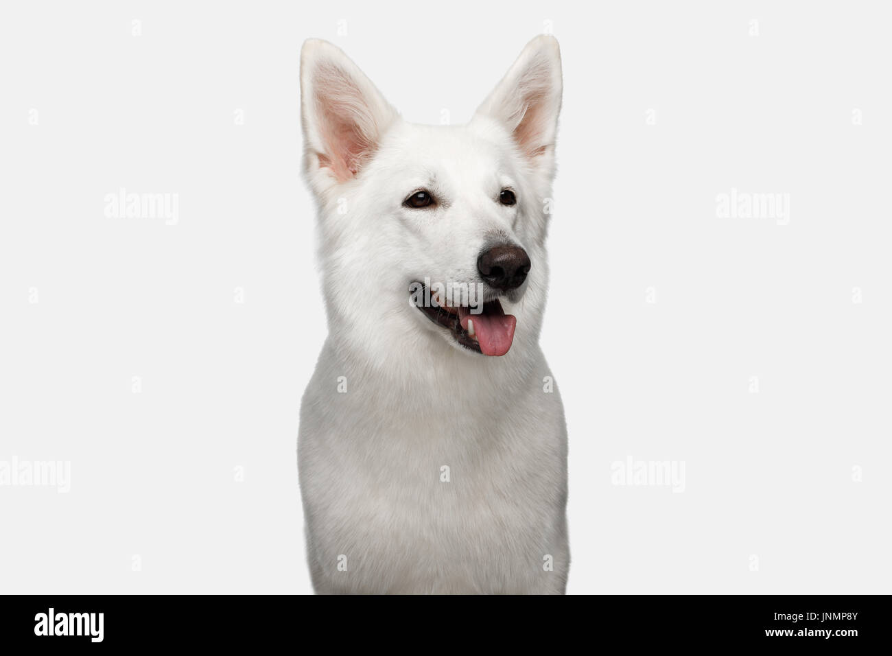 Swiss cane pastore su sfondo bianco Foto Stock