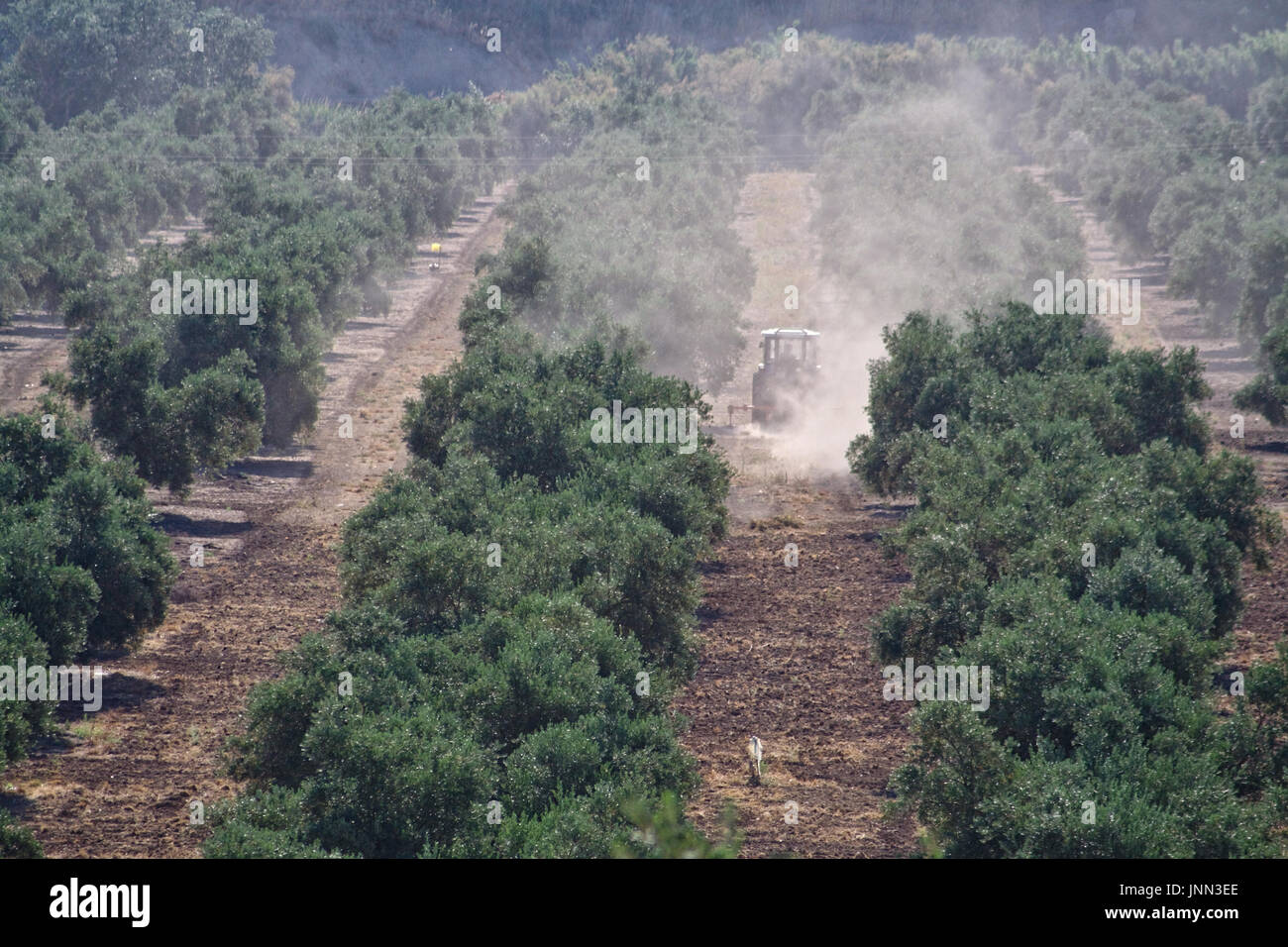 La fumigazione opera nel settore dell'olio di oliva, la prevenzione delle malattie di rischio, Jaen, Andalusia, Spagna Foto Stock