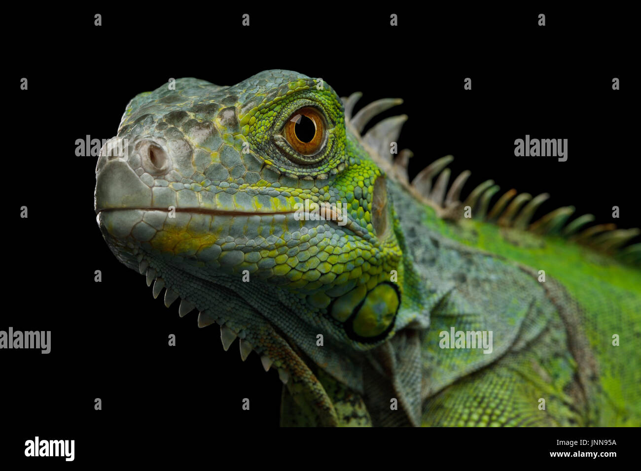 Iguana verde isolato su sfondo nero Foto Stock