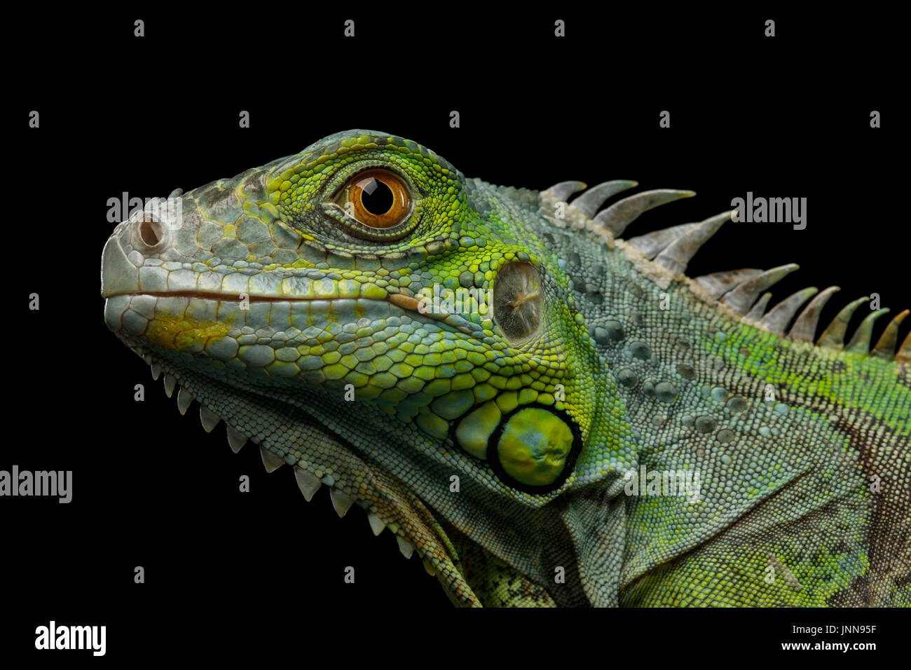 Iguana verde isolato su sfondo nero Foto Stock