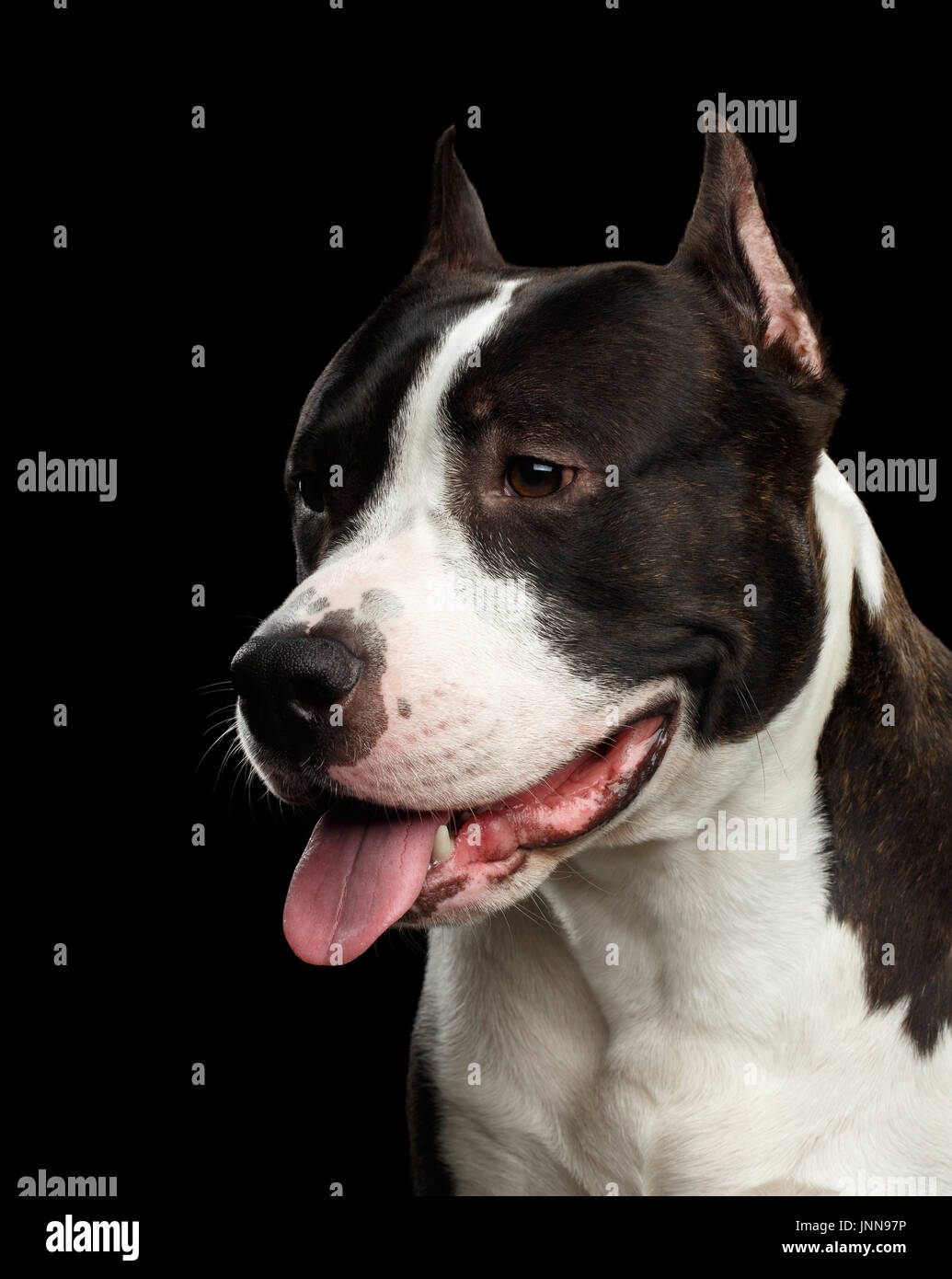 American Staffordshire Terrier Foto Stock