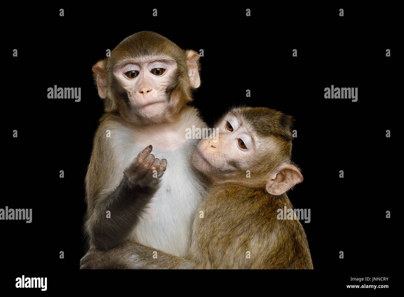 Due macaco su nero Foto Stock