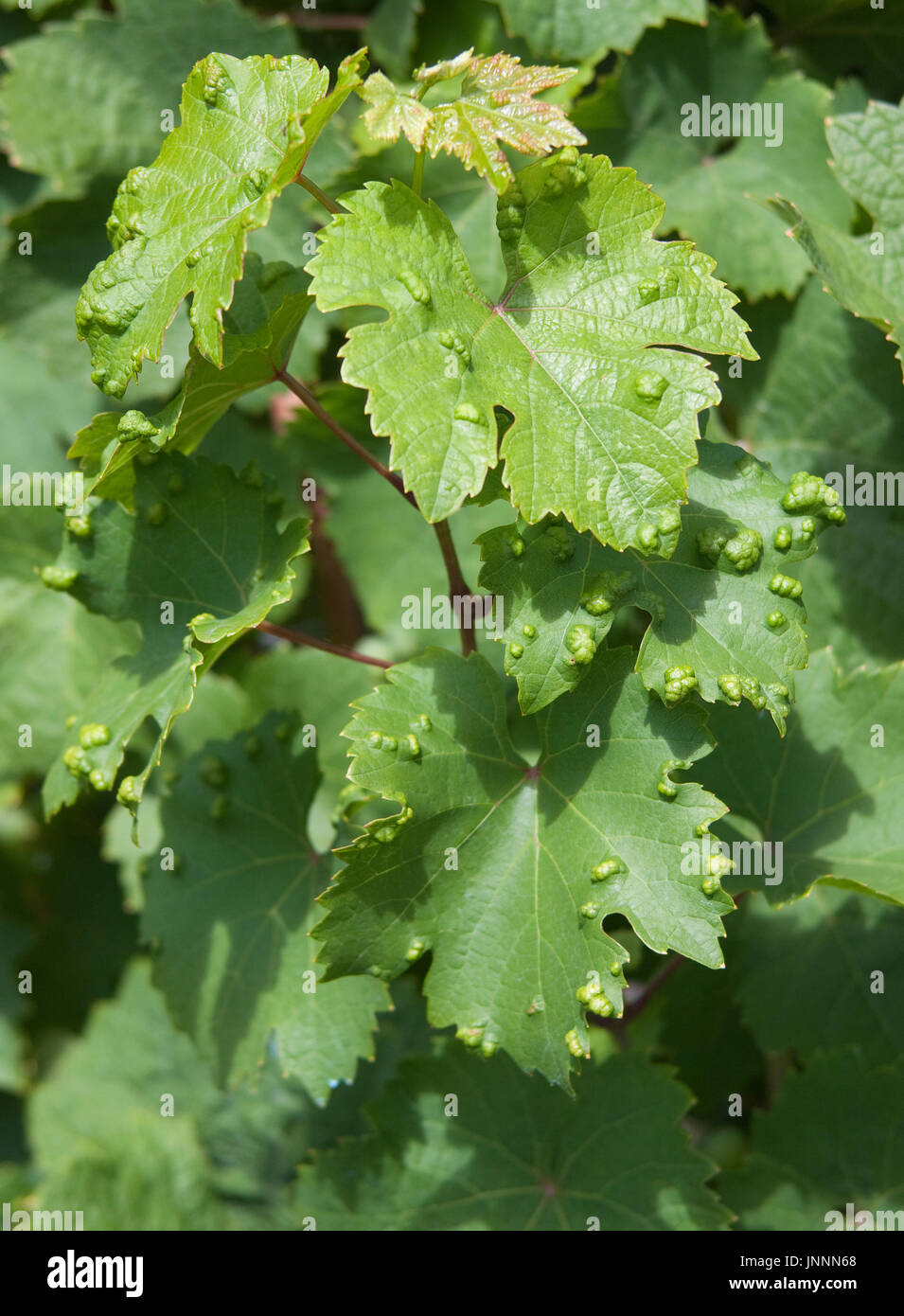 Von Pockenmilben (Eriophyes vitis) befallene Weinblaetter, Piesport, Mittelmosel Renania-Palatinato, Landkreis Bernkastel-Wittlich, Deutschland, Europa Foto Stock