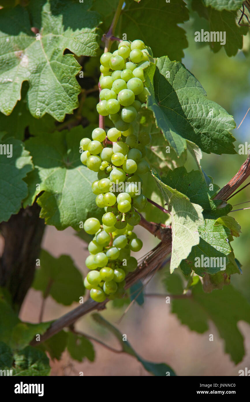 Weinreben mit Trauben bei Bernkastel-Kues, Mittelmosel, Landkreis Bernkastel-Wittlich Renania-Palatinato, Deutschland, Europa | Vigne, viticoltura, Foto Stock