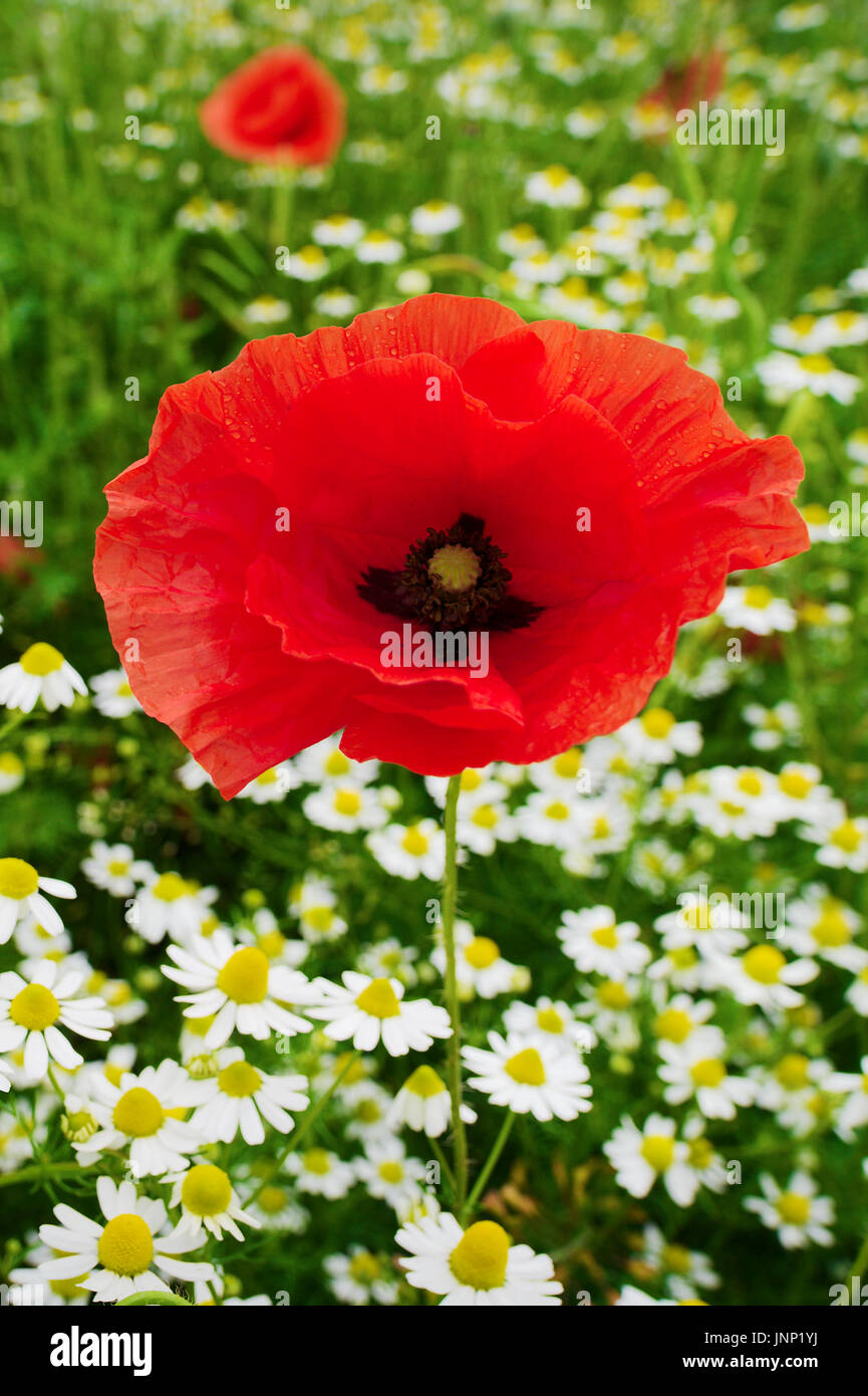 Mais rosso papavero papaver e camomilla fiori che crescono sul prato colorato in campagna. Campo di primavera in fiore. Stegna, Pomerania, Polonia. Foto Stock