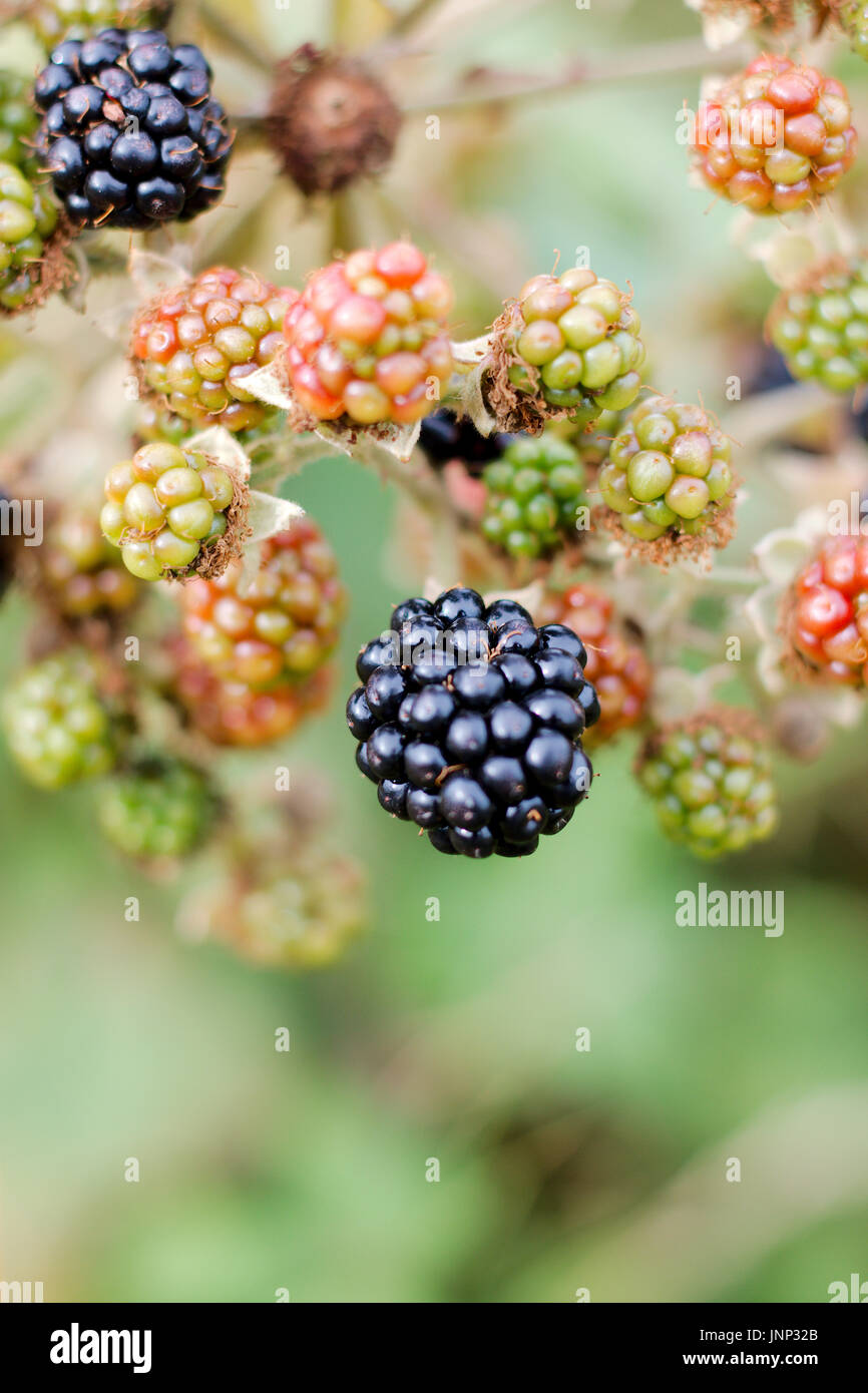 Blackberry maturo pronto per il prelievo. Foto Stock