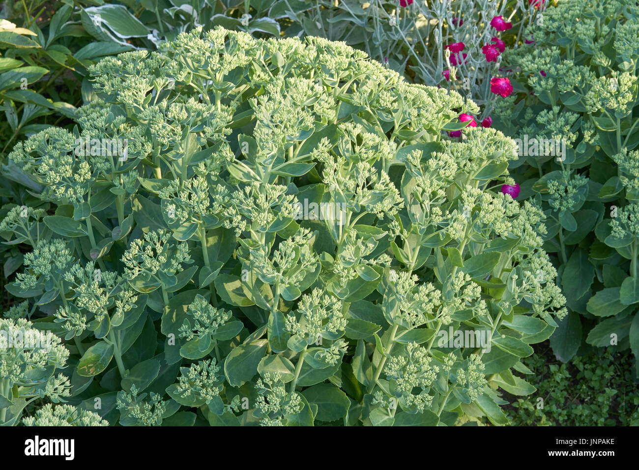 Stonecrop verde prima di bloom sul letto di fiori nel giardino in estate Foto Stock