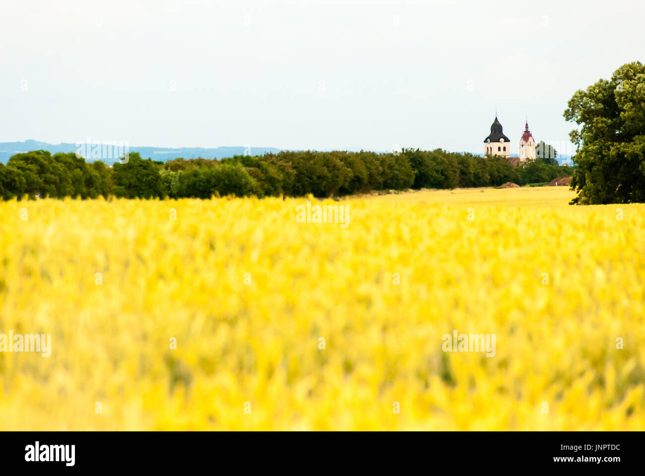 Il campanile della chiesa sull'orizzonte dietro un campo giallo e foresta. Bellissimo paesaggio rurale del luogo con nice background. Foto Stock