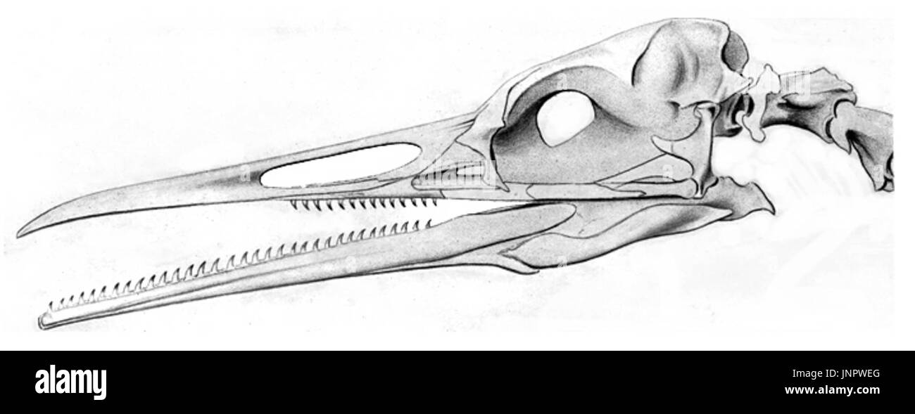 Il Cretacico Hesperornis uccello Foto Stock