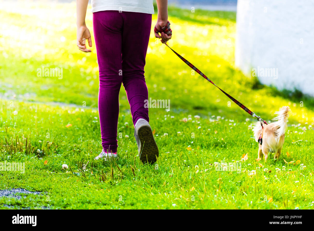 Giovane ragazza è sulla passeggiata con il cane piccolo sull'erba. La luce del sole nella vista. Foto Stock