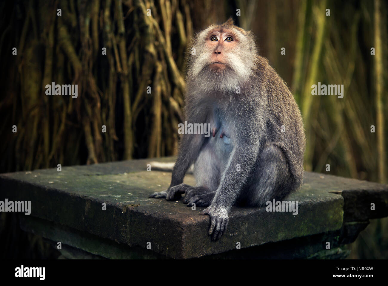 Ricerca di monkey ritratto nella Sacra Santuario della Foresta delle Scimmie Foto Stock