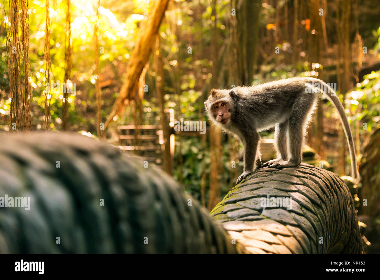 Monkey presso il ponte del drago nel sacro Santuario della Foresta delle Scimmie. Foto Stock