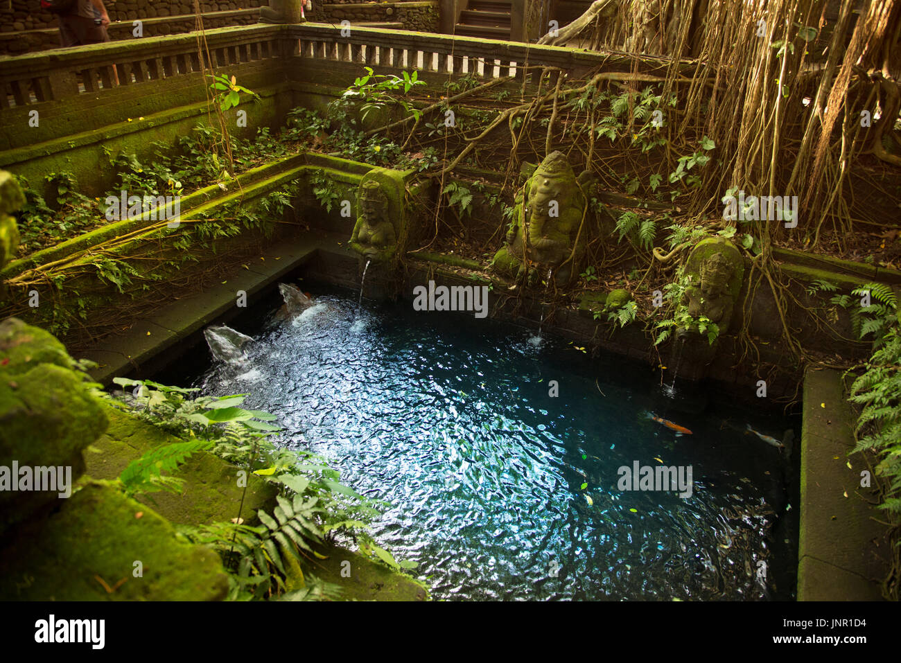 Le scimmie piscina nel sacro Santuario della Foresta delle Scimmie Ubud Bali Indonesia Foto Stock