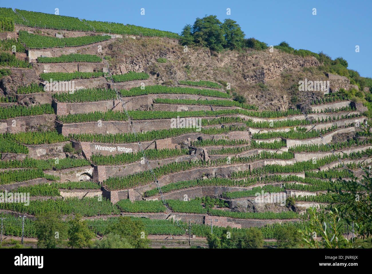 Terrassenmosel, Untermosel, Landkreis Mayen-Koblenz Renania-Palatinato, Deutschland, Europa | vino terrazza, sul fiume Mosella, Germania Foto Stock