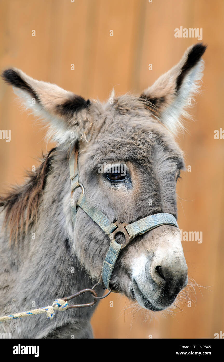 Un ritratto di stupido cercando asino (Equus africanus asinus). Foto Stock
