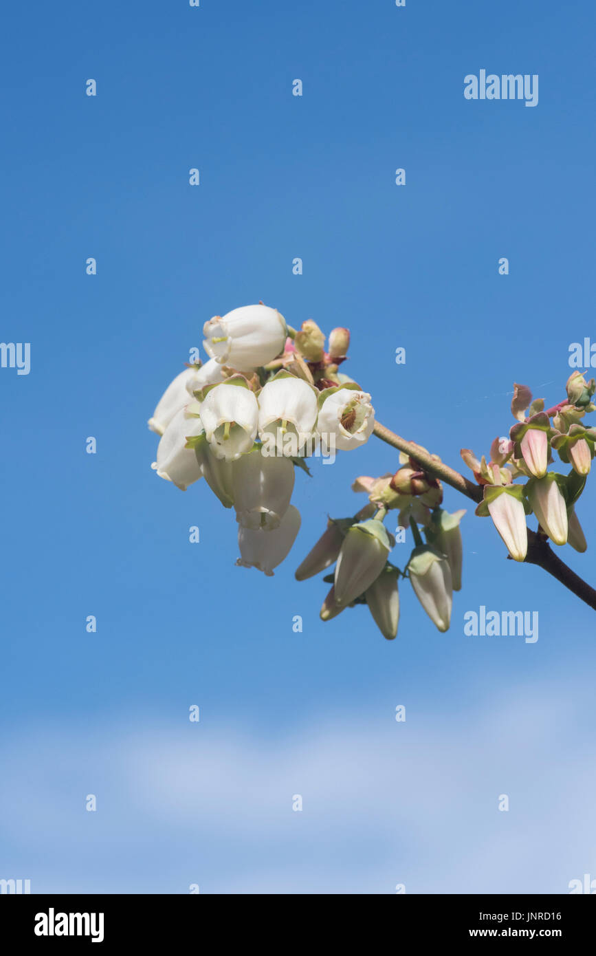 Vaccinium corymbosum. Mirtillo 'Berkeley' fiori in aprile. Regno Unito Foto Stock