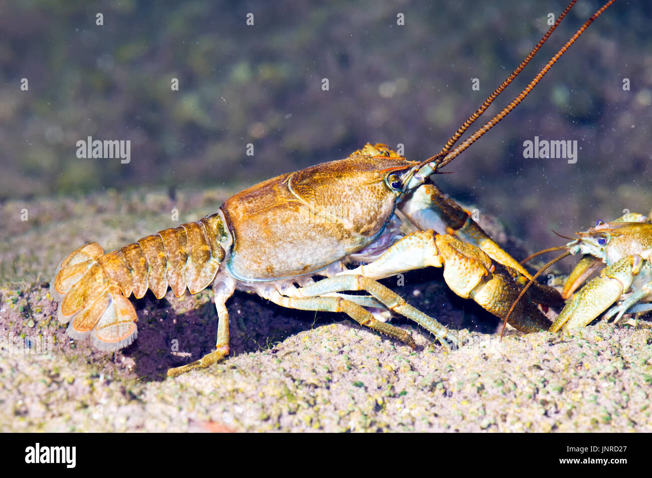 Il gambero di pietra (Austropotamobius torrentium) nel suo habitat naturale. Foto Stock