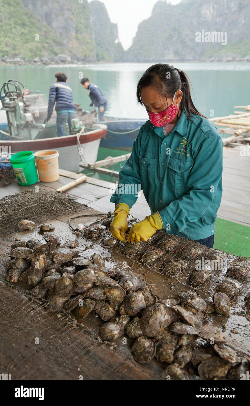 Halong Bay, Vietnam, Pearl Farm lavoratore la preparazione di ostriche di allevamento Foto Stock