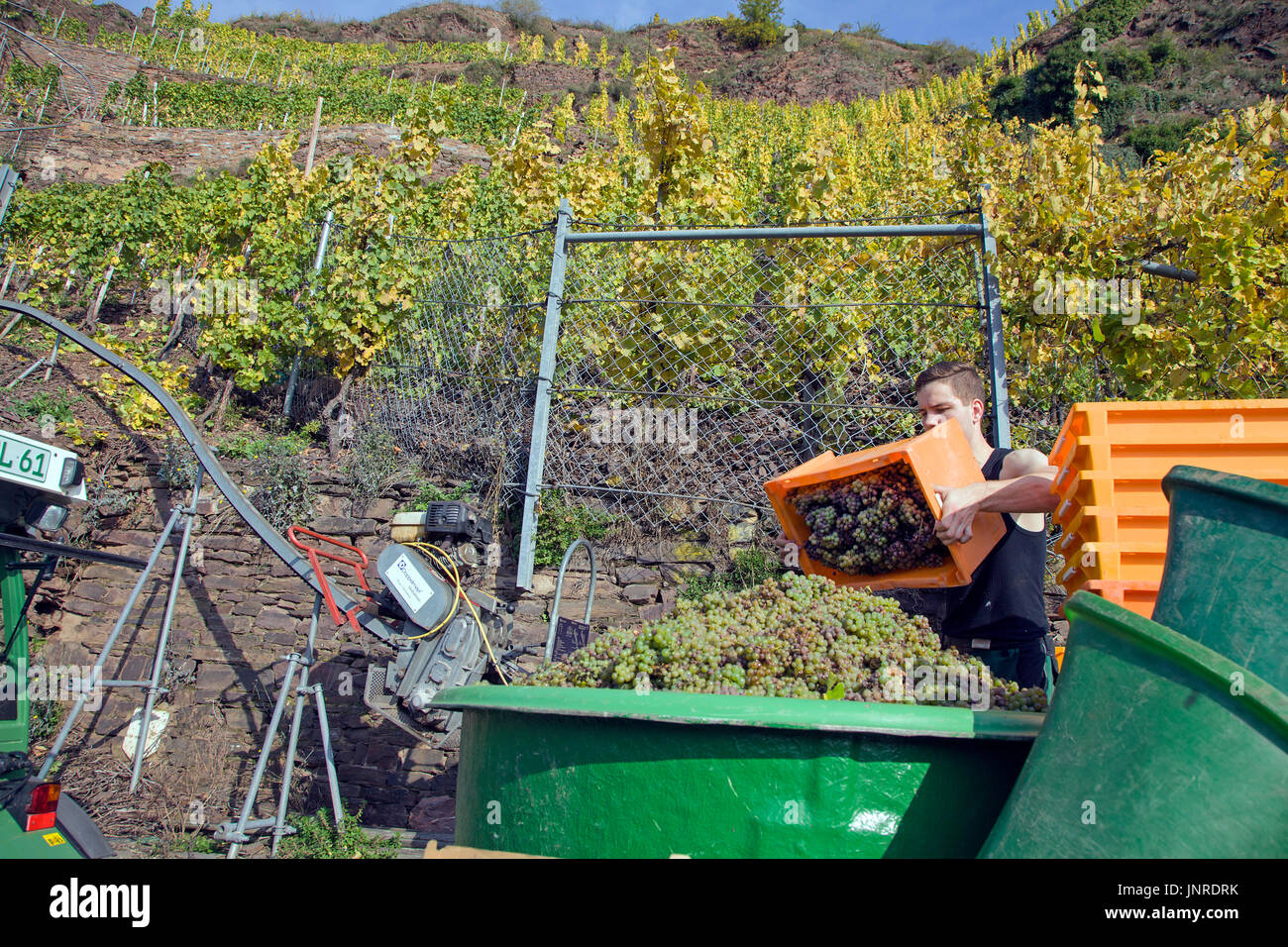 Vendemmia con ferrovia monorack presso la ripida Calmont vigna Bremm, Moselle, Renania-Palatinato, Germania, Europa Foto Stock