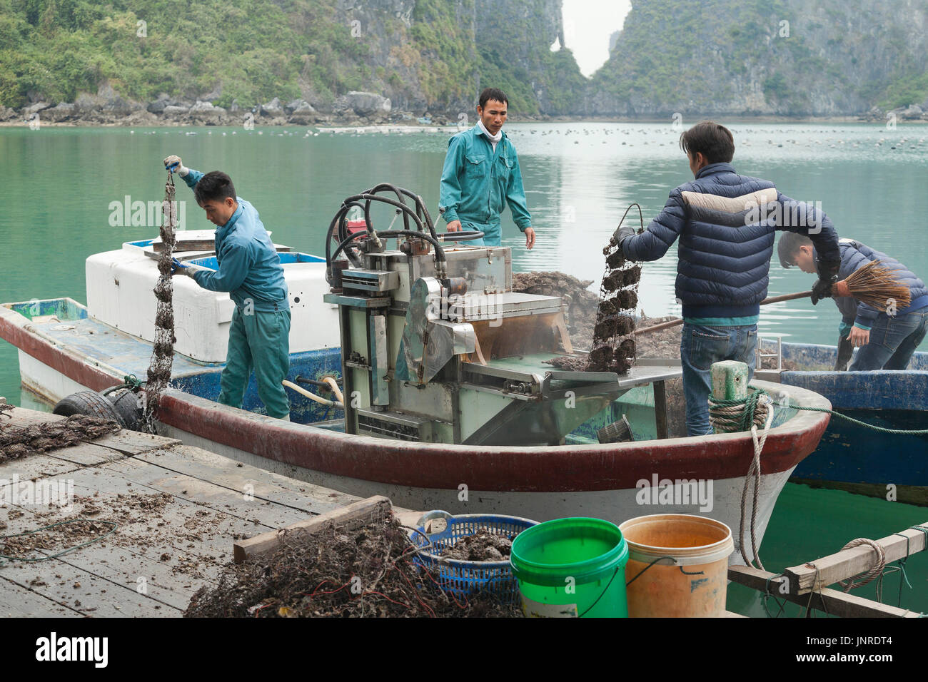 Halong Bay, Vietnam, Pearl Farm lavoratori raccolta di ostriche di allevamento Foto Stock