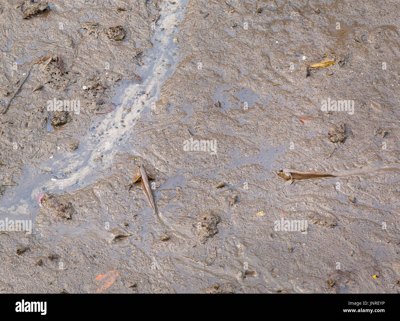 Mudskippers strisciando nel Sungei Buloh riserva delle paludi di mangrovie, Singapore. mudskippers utilizzare le loro pinne pettorali a camminare sulla terra e sotto l'acqua. Foto Stock
