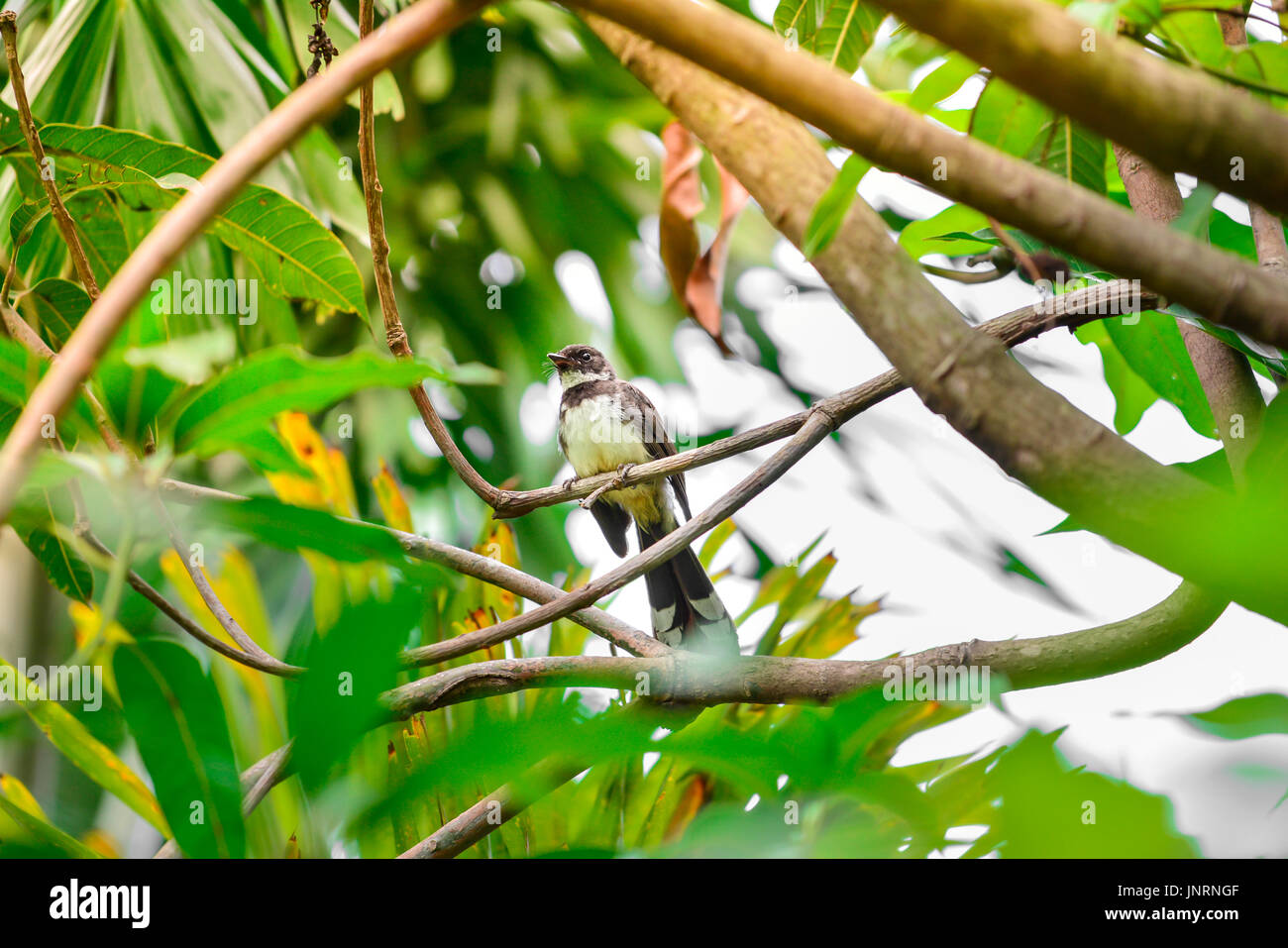 Un uccello su un albero verde Foto Stock