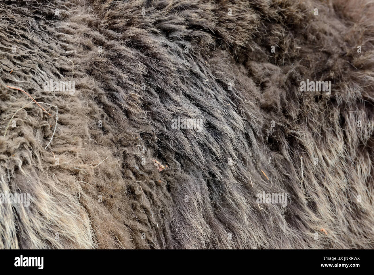 Texture reali di orso bruno fur Foto Stock