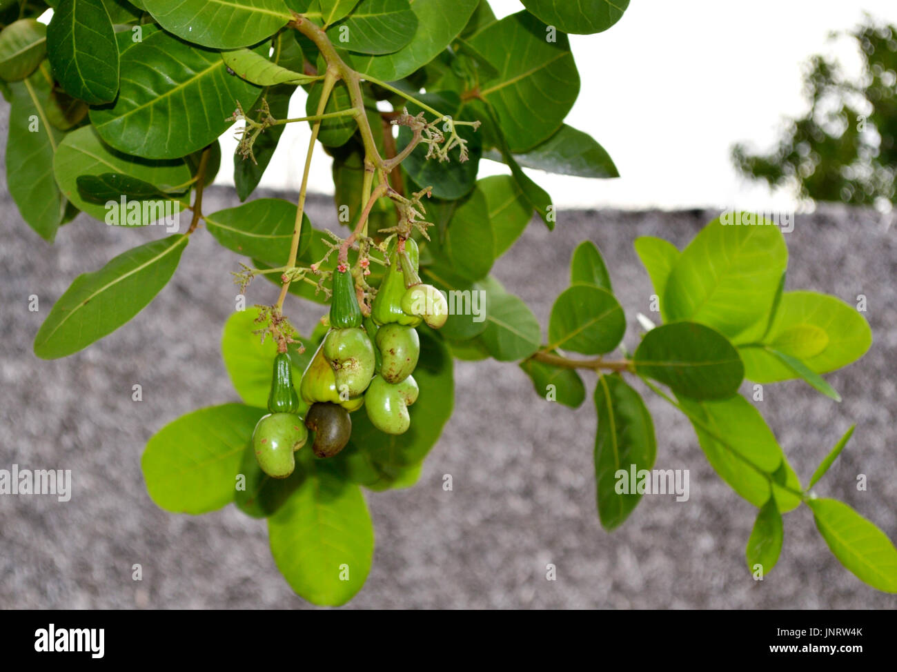 Anacardi tree Foto Stock