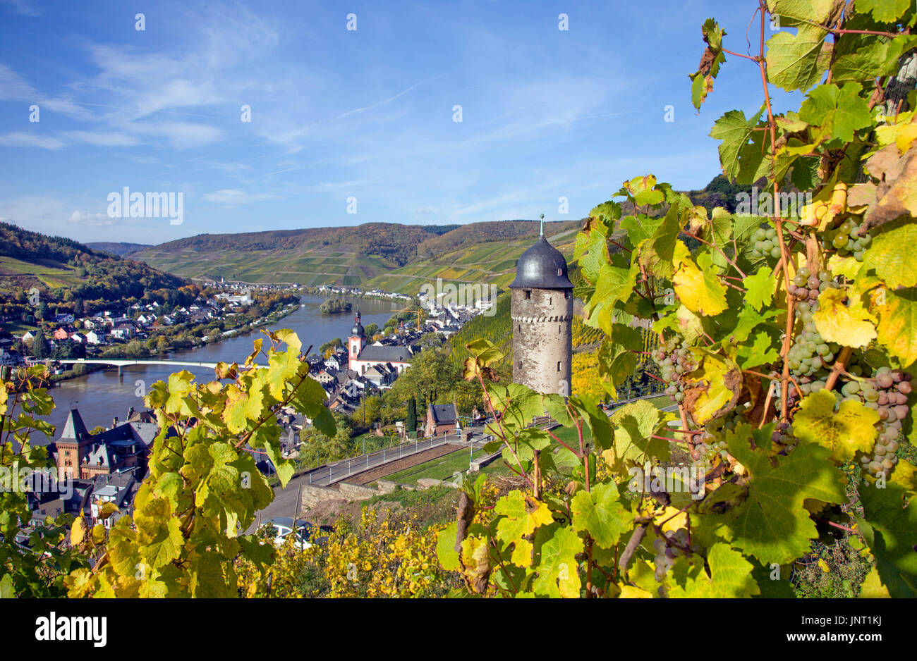 Reife Weintrauben am Weinstock, Blick auf Zell und runder Turm, oberster Turm der ehemeligen Stadtbefestigung und Wahrzeichen der Stadt Zell, Landkrei Foto Stock