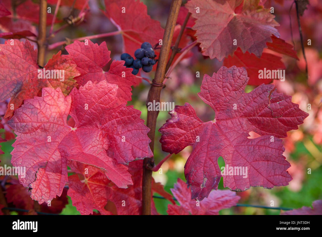 Herbstimpressionen, rot gefaerbte Weinblaetter, Schweich, Mittelmosel Renania-Palatinato, Deutschland, Europa | Impressioni autunno, colorato di rosso vino le Foto Stock
