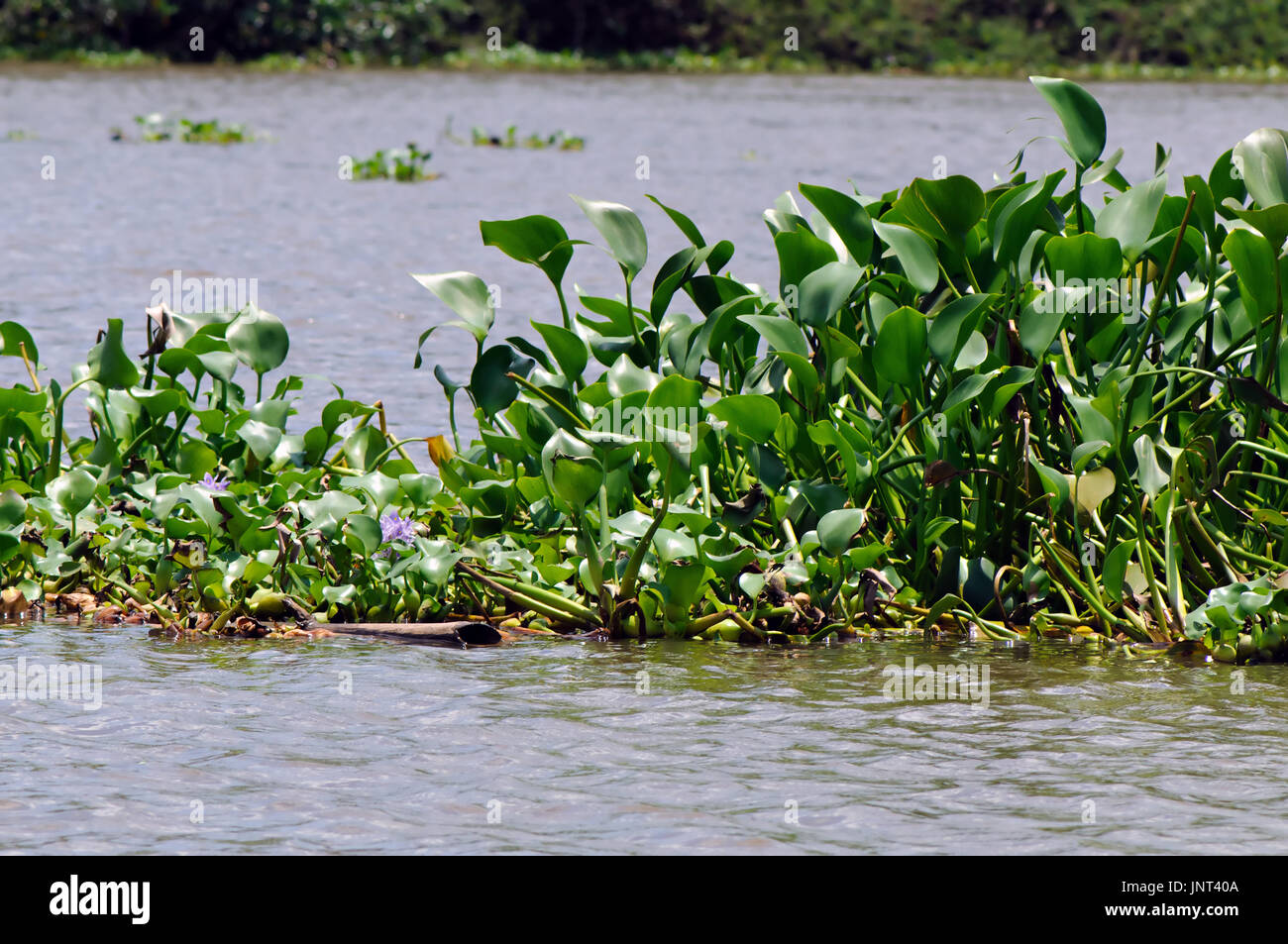 Comune di giacinto di acqua (Eichhornia crassipes) sta invadendo il fiume Sierpe in Costa Rica. Foto Stock