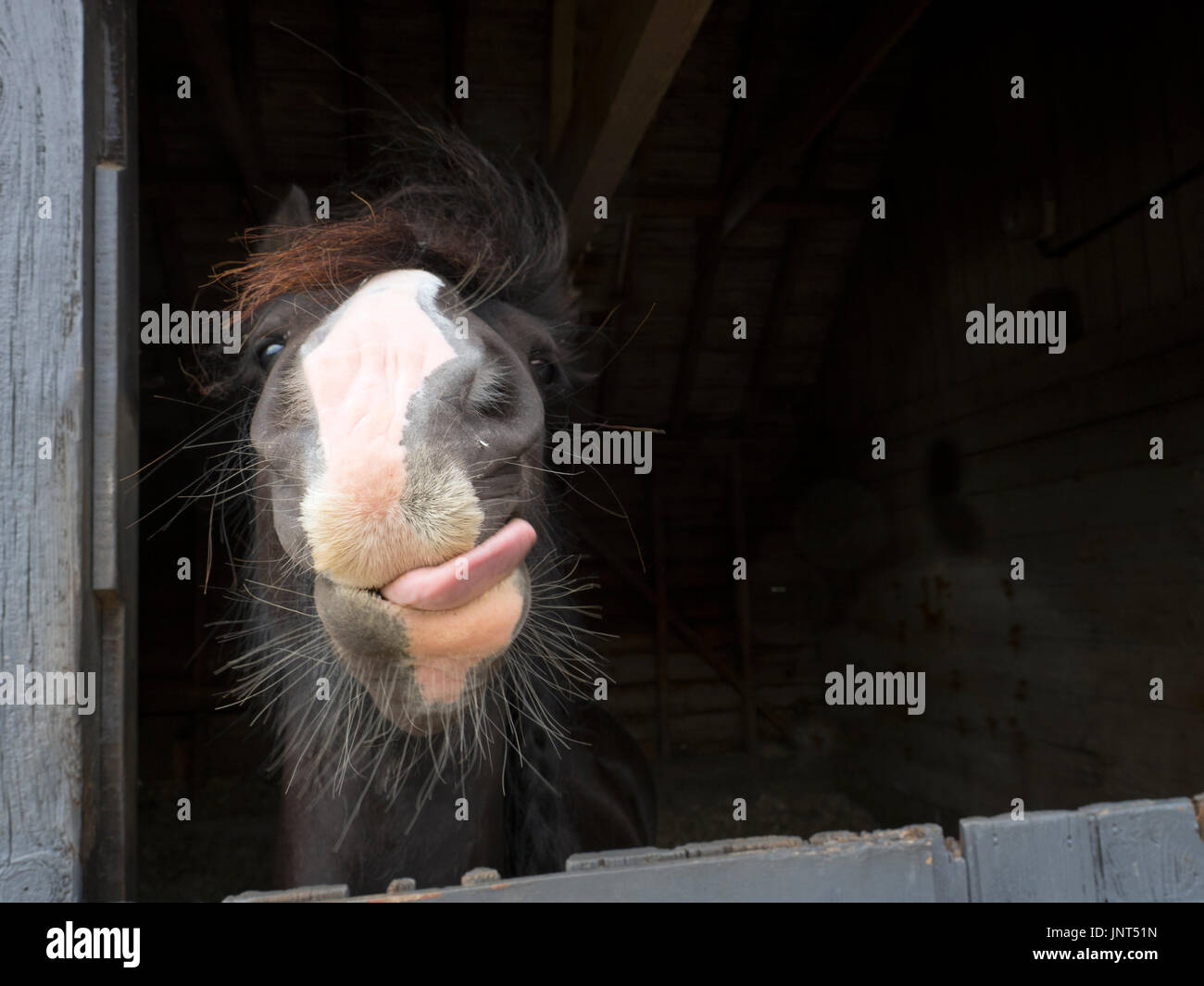 Cob irlandese cercando da stabile Foto Stock