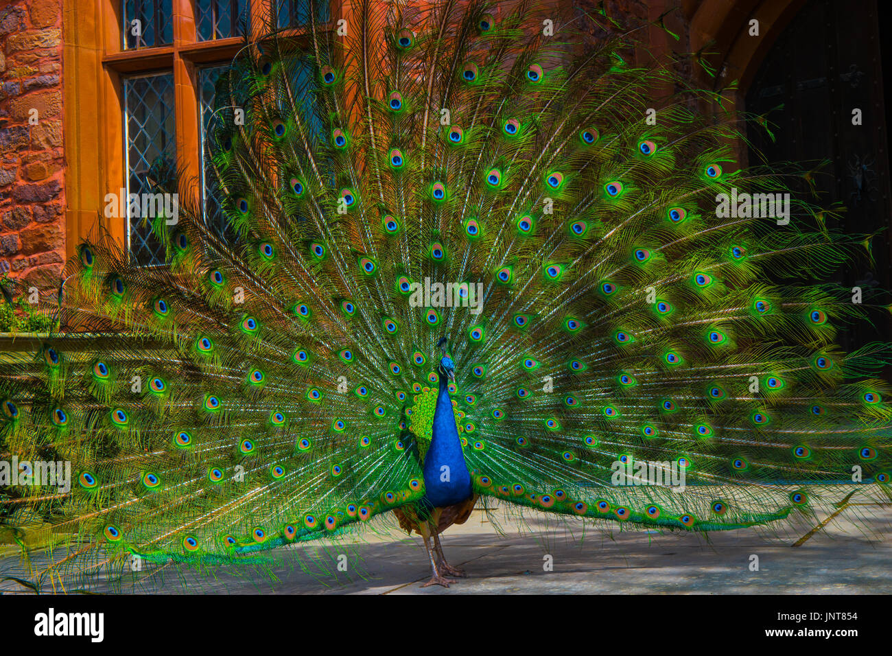 Peacock con piena visualizzazione coda. Foto Stock