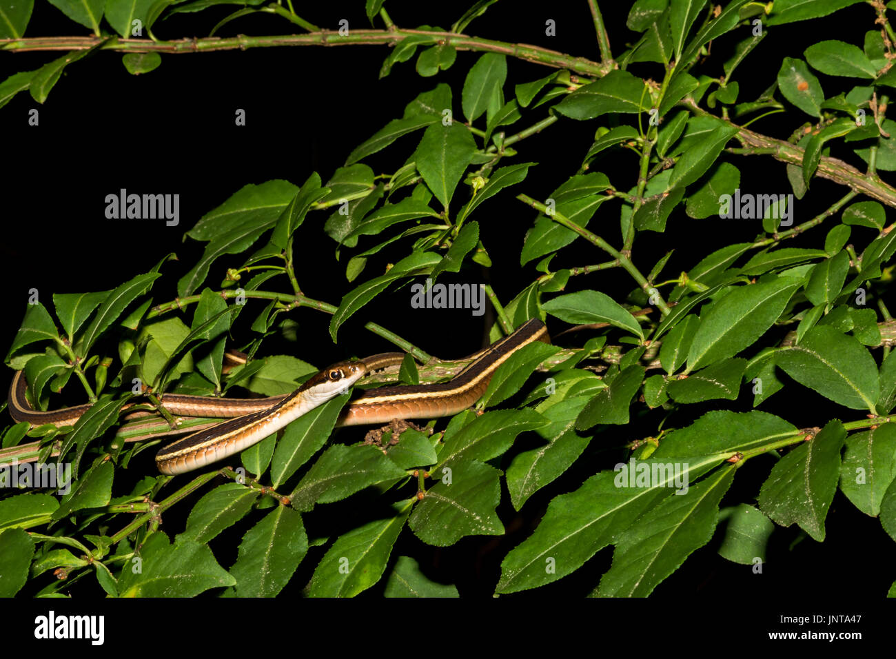 Una chiusura di un nastro orientale Snake di arrampicata in una struttura ad albero Foto Stock