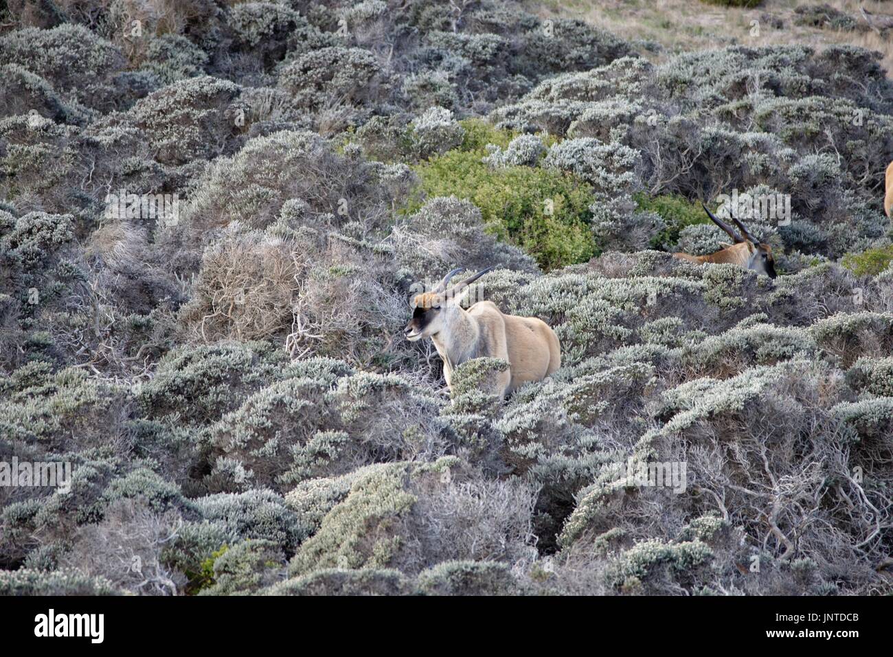 Il pascolo Eland a Cape Point Foto Stock