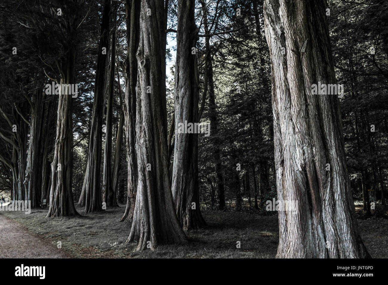 Filari di alberi di alto fusto. Foto Stock